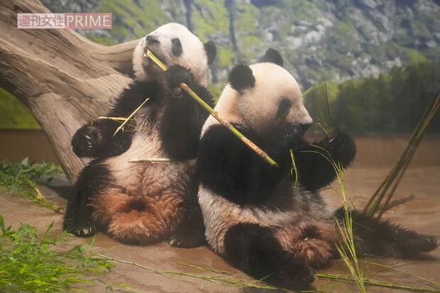 上野動物園で飼育されているシャオシャオとレイレイ（2023年）