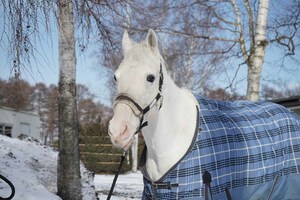 ハヤヤッコ　　写真提供／ノーザンホースパーク