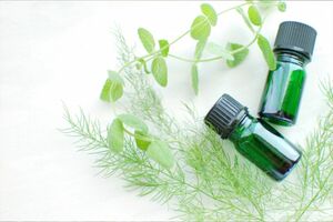 ※画像はイメージです