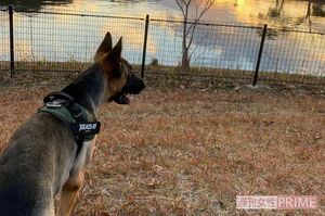 飼い主・奥さんのインスタグラム（＠urim_ajp）より、元気だったころのアダム君