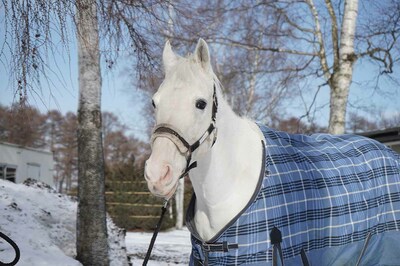 《午年の主役》白毛のアイドル馬“ハヤヤッコ”に会って開運を！ドラマ『ザ・ロイヤルファミリー』で注目度…