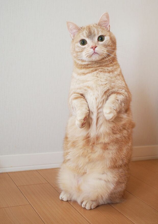 マンチカンのぷーは4歳の男の子。ボク、二足立ちが得意なんです☆　(c)emi　(c)ねこ休み展