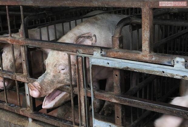 食事もトイレも就寝も同じ場所で、ストールの幅は約60cm。首は左右約45度しか曲げられない