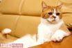 “ふてにゃん”で大人気! タレント猫・春馬くんの意外すぎる「嫌いなもの」とは