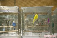 コロナ禍で増える「捨て鳥」飼育放棄された700羽の世話代1か月150万円に苦しむボランティア団体