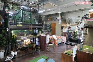 園内でニワトリやアヒル、カメ、マーラなどの動物が放し飼いにされている