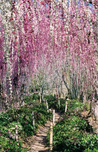 大草山昇竜しだれ梅園［静岡県］