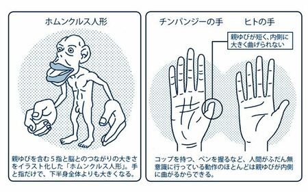 認知症対策にも脳を若返らせる効果のある親ゆび体操
