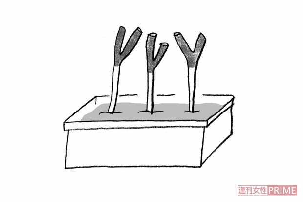 【長ねぎ】ラップで包み立てて保存、根つきなら土に埋めてみて　イラスト/やのひろこ