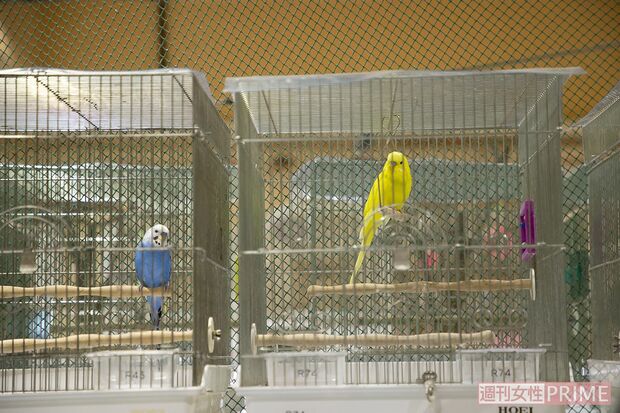 多くの鳥かごが並ぶNPO法人小鳥レスキュー会の保護施設