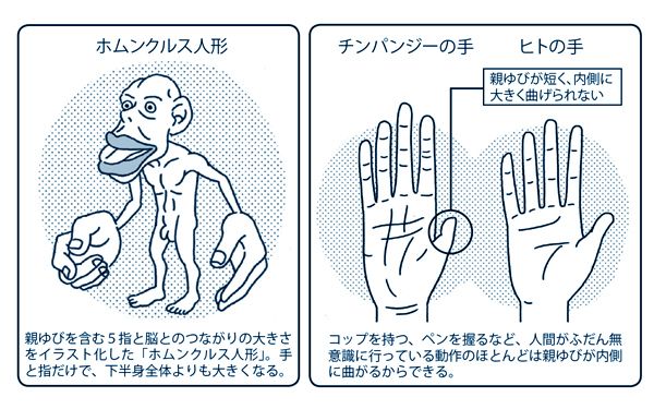 認知症対策にも脳を若返らせる効果のある親ゆび体操