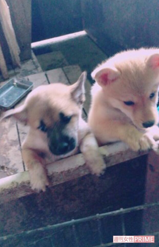 保護施設内には子犬も多いＡ氏は周囲に「保護した」と説明しているというが、関係者らは「施設内で繁殖した」と口をそろえた（Ｅｖａ提供）