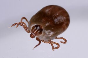 フタトゲチマダニ（国立感染症研究所提供）
