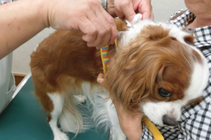 マイクロチップの大きさは爪の先ほど（※画像はイメージです）