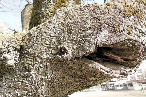 『イルカ』つぶらな瞳で何かをしゃべりかけているような愛らしいイルカ。小学校のサクラの木だそうで、子どもたちが知ったら人気になる予感