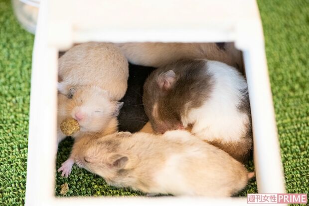 ハムスターがぎゅうぎゅう！