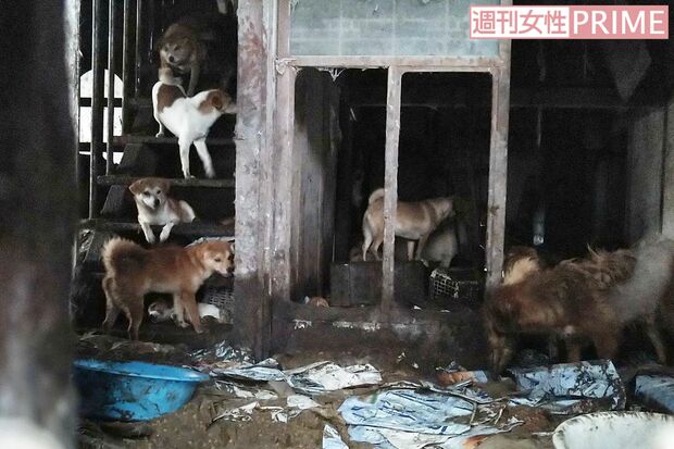 階段には居場所のない犬が並び、床に置かれた大きなタライには汚い水が（読者提供）