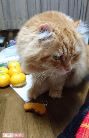 富山 猫虐待事件 猫を盗み死なせた元被告が謝罪するも 飼い主に残る 疑念 ニュース概要 週刊女性prime