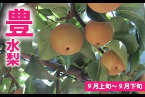 果汁があふれ出す豊水梨約5kg/熊本県八代市●寄付額1万円