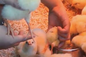 ふれあい動物展での風景。投げ飛ばされる、何度も子どもに乗られる、キツくつかまれる、エサケースに強引に突っ込まれる（PEACE提供）