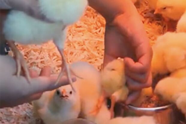 ふれあい動物展での風景。投げ飛ばされる、何度も子どもに乗られる、キツくつかまれる、エサケースに強引に突っ込まれる（PEACE提供）