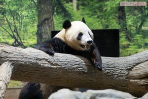 シャオシャオ　撮影／齋藤周造