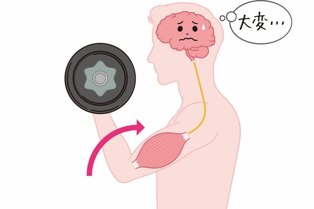 【通常のトレーニング】（コンセントリックトレーニング）