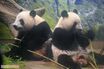 《上野動物園双子パンダ》シャオシャオ＆レイレイ1月25日に中国返還！激混みの園内「並べばよかった」後悔する修学旅行の小学生