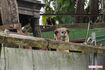 堀井動物園第二飼育場。コンクリートブロックの塀越しに顔をのぞかせる動物も