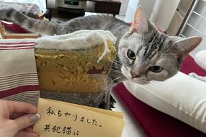 イタズラしても、われわれ人間はねこさまの下僕(※画像は飼い主提供)