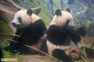 ご飯中のシャオシャオとレイレイ（撮影／伊藤和幸）