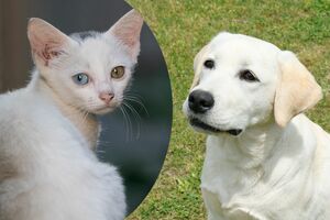 ネコと犬（＊写真はイメージです）