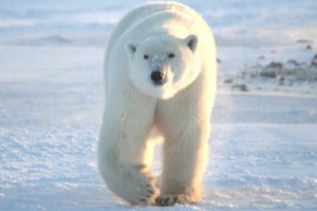 『歩いて冬眠!? ホッキョクグマの秘策』(c)NHK