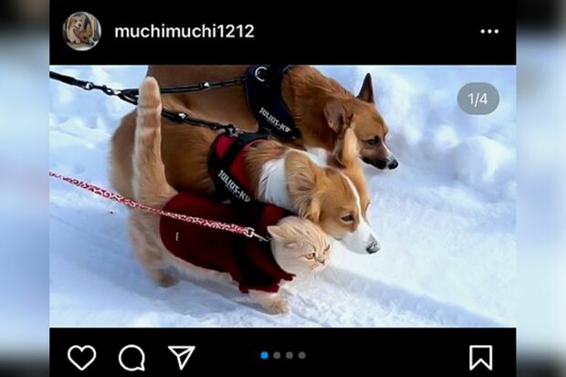 雪の中を猛ダッシュする３匹