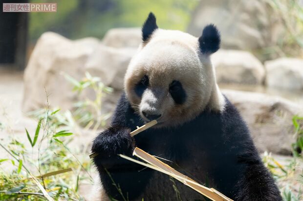 レイレイ　撮影／齋藤周造