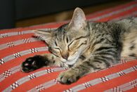 錦戸亮の不倫報道、それでも掲載され続けるベッド写真の存在意義