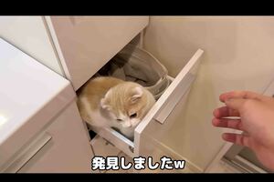閉め忘れた棚に猫が閉じ込められたという動画（『もちまる日記』YouTubeより）