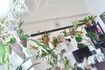 植物好きが高じて始めたコウモリランのネット販売。一時は100株以上育てていたが、世話が大変なわりには利益は10万円ほどにしかならなかった 写真提供/沖縄移住アラサー夫婦 書籍『7年で資産4000万円を達成した アラサー夫婦のゆる早セミリタイア 』(主婦と生活社)