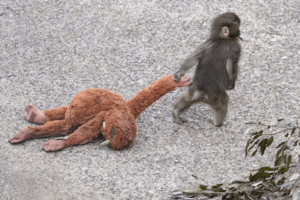 子ザルのパンチくん(写真/読者提供)