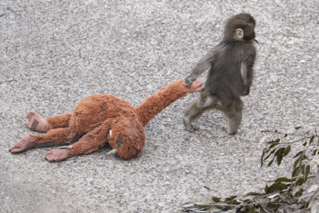 子ザルのパンチくん（写真／読者提供）