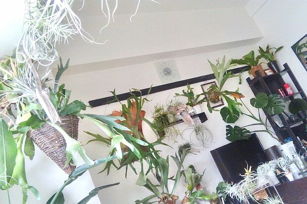 植物好きが高じて始めたコウモリランのネット販売。一時は100株以上育てていたが、世話が大変なわりには利益は10万円ほどにしかならなかった　写真提供／沖縄移住アラサー夫婦　書籍『7年で資産4000万円を達成した アラサー夫婦のゆる早セミリタイア 』（主婦と生活社）