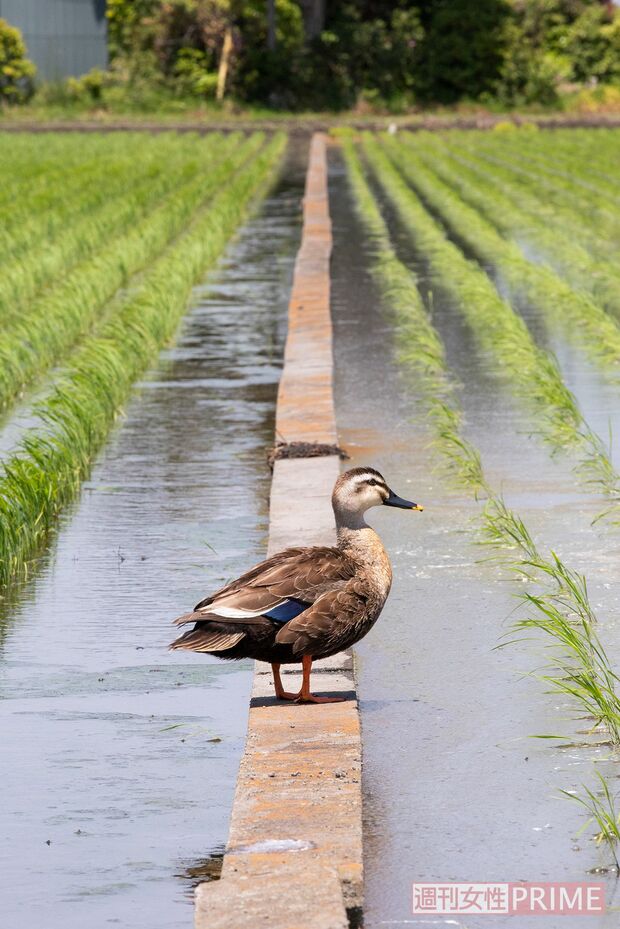 わが子を探し回る親ガモ（取手・5月22日）