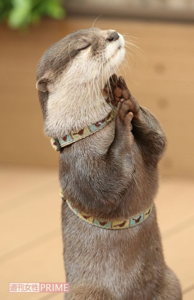 サンシャイン水族館のカワウソ・やまと　撮影／吉岡竜紀