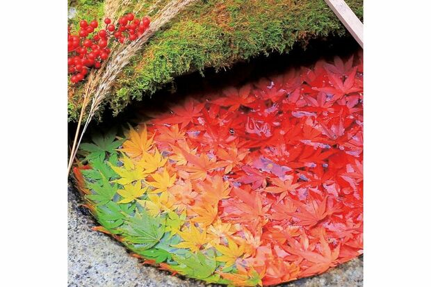 '18年11月。「秋だから、紅葉をグラデーションに並べてみました」。これがツイッターで10万いいね＆4万リツイートとバズった
