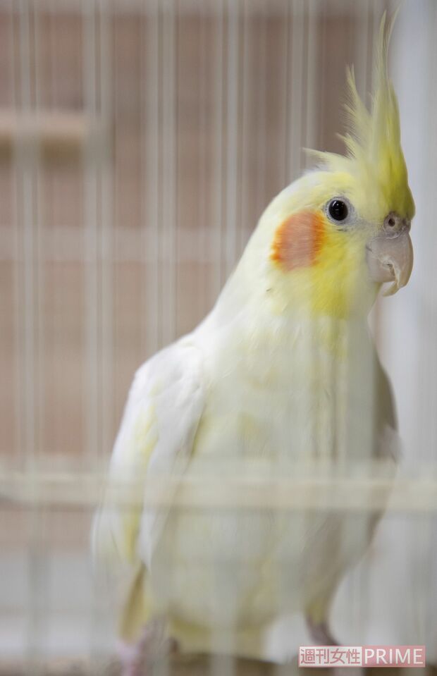 保護されたオカメインコ