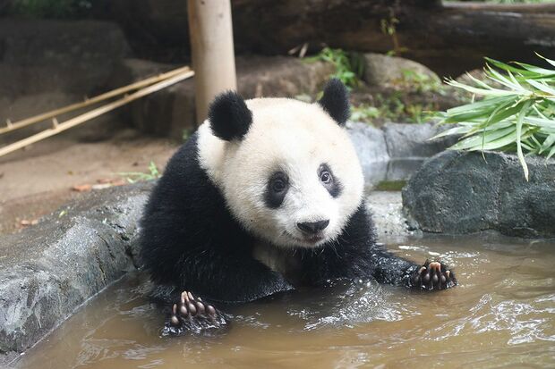1歳を迎えた9月に水遊び中。どこか表情も気持ちよさそうで、シャンシャンはすっかりご満悦　写真／（公財）東京動物園協会