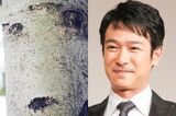 「倍返しだ!」と聞こえてきそうな半沢直樹風な堺雅人っぽい人面樹。これが見つかった調布市・都立野川公園のアオギリ林は人面樹の宝庫だそう