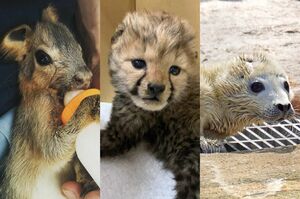 （写真左から）『草津熱帯圏』のマーラの赤ちゃん、『姫路セントラルパーク』のチーターの赤ちゃん、『マリンワールド海の中道』のゴマフアザラシの赤ちゃん（各施設からの提供写真）