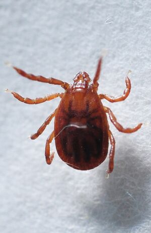 マダニ。体長が3～8ミリほど（アース製薬提供）