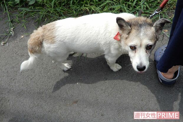 被害者が飼っていた犬のハナ。現在は一時的に知人が預かっている